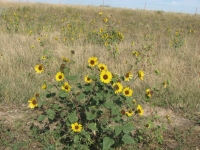 Wild sunflowers